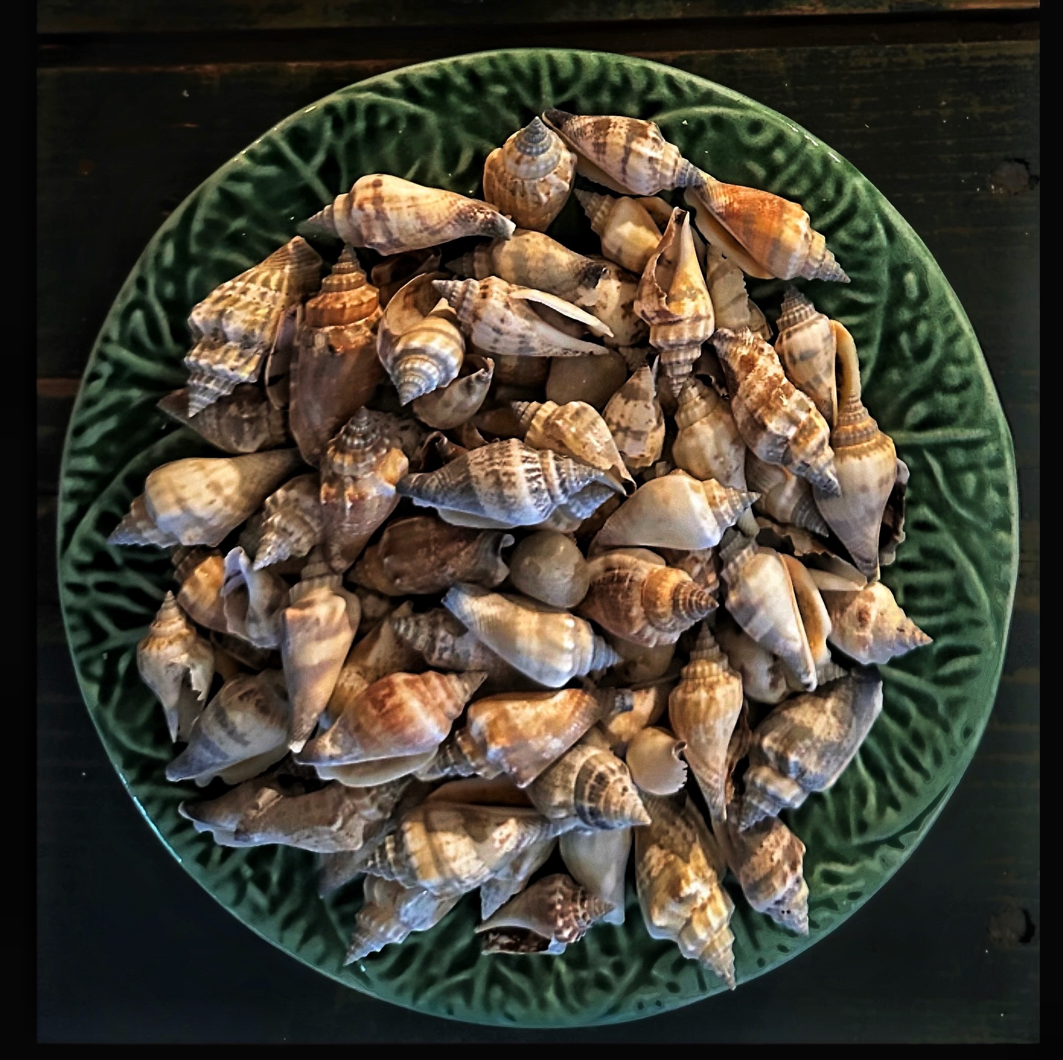 Content in a Cottage: A Collection of Small Shells I Just Purchased